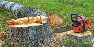Best Fruit Tree Pruning  in Thiensville, WI