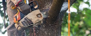 Best Tree Mulching  in Thiensville, WI