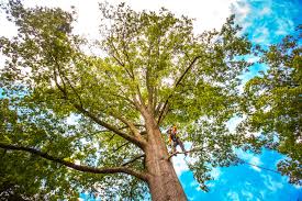 Best Root Management and Removal  in Thiensville, WI