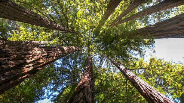 Best Arborist Consultation Services  in Thiensville, WI