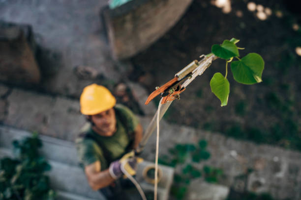 Best Storm Damage Tree Cleanup  in Thiensville, WI