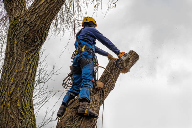 Best Tree Health Inspection  in Thiensville, WI